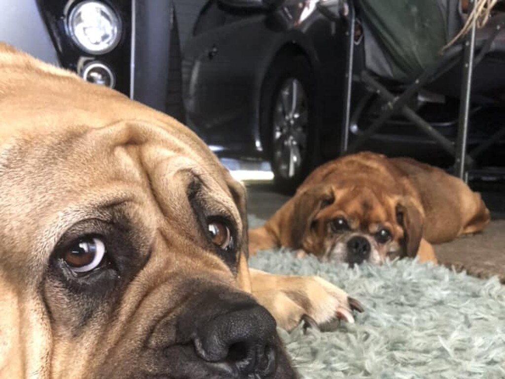 Mia: Joseph Attard's 2 and a half year old English/French Mastiff