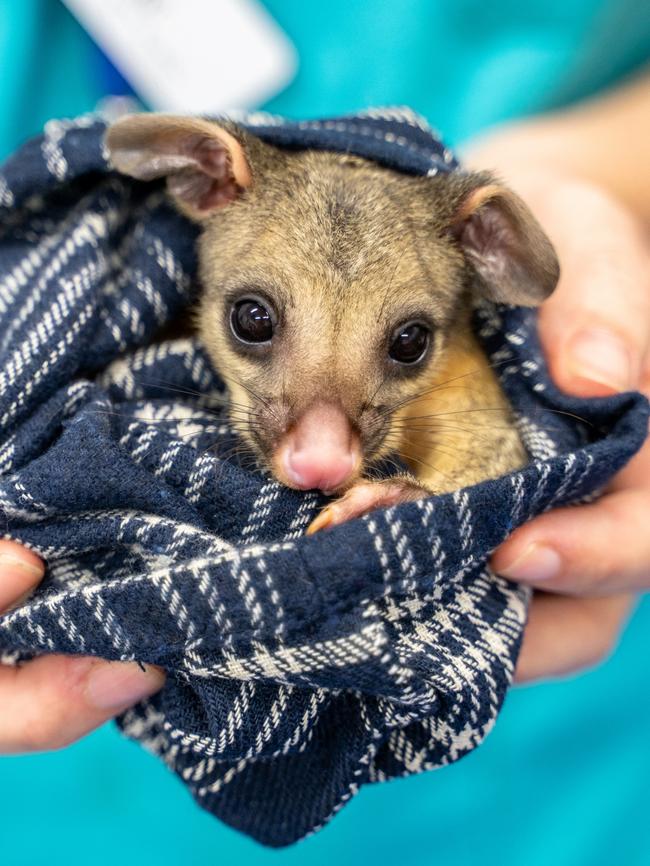 Can you help this little care get the care he needs at the Wildlife hospital.