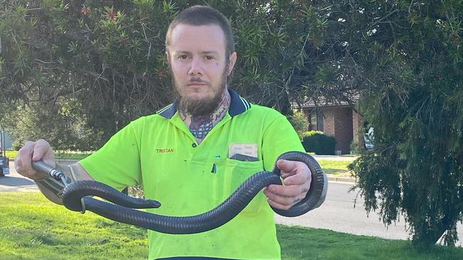 Snake catcher Tristan Hamilton with his pet Kangaroo Island tiger snake