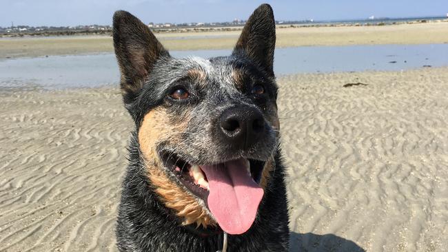 Billy the Blue Heeler was saved from death row when he was rescued from a pound. (Pic: Supplied)