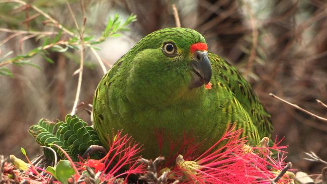 Western ground parrot. Picture: Jennene Riggs