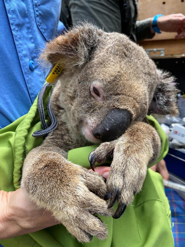 The Carindale colony first received treatment in 2019 from UQ researchers. Picture: Supplied