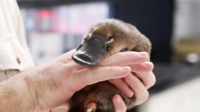 Queensland ranger Jason Flessor caring for a young platypus, otherwise affectionately known as a Puggle, Gateway Visitor Centre, Enoggera Reservoir. Picture: Liam Kidston.