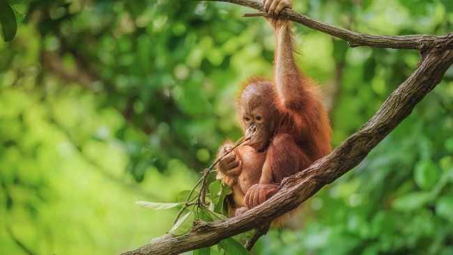Borneo is known for its population of orangutans.
