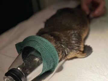 A platypus rescued from Kingston wetlands with a cable tie around its neck has died. (Supplied: WIRES)