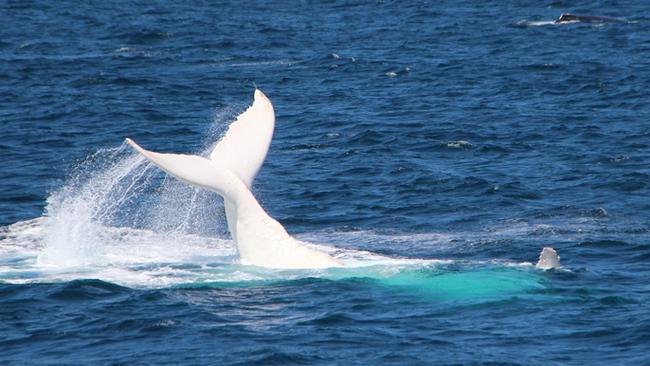 Migaloo Sighted Off Gold Coast On Southward Migration 
