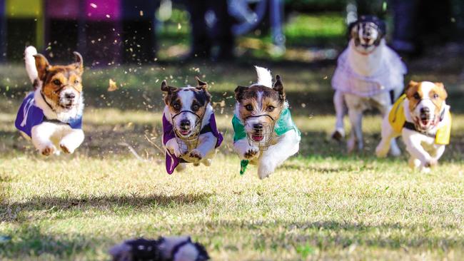 Meet the Jack Russell racers: small, cute and very, very fast | Daily ...