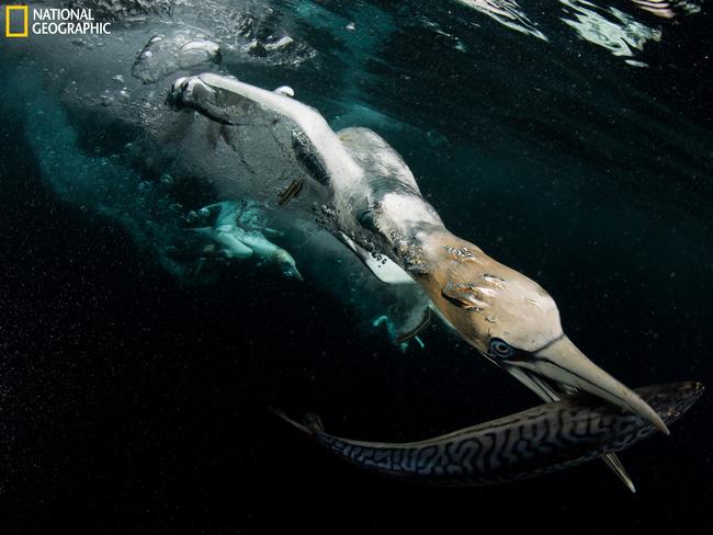 Diving ... Northern gannets are the largest seabirds in the North Atlantic. They fish by diving into the sea, they can do it from a height of 30 meters with a speed of 80 km/hour, and pursuing their preys underwater. The island of Noss, in Shetland Islands, is one of the most important nesting point, with over 7000 breeding pairs. I took this picture in front of the high cliffs, from a small boat using an underwater housing, and surrounded by thousands of gannets flying, diving, shouting around me Öan amaz. Picture: Felipe Foncueva/2016 National Geographic Nature Photographer of the Year