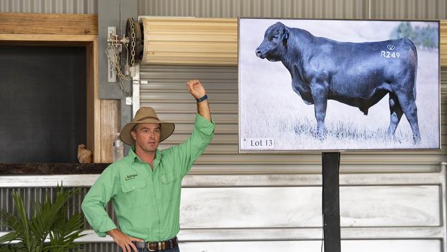 Bidding has been strong for Angus bulls across the nation.