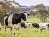 Kiwi farmgate nudges double digits