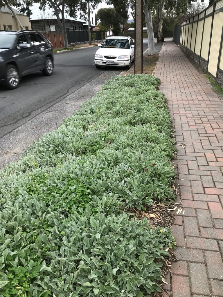 Verges come in all shapes and sizes. This one is flat and uniform and breaks up the bare street. Easy to maintain and drought hardy. Great for lizards and other critters to hide in. Verges Alive. Picture: Jill Woodlands