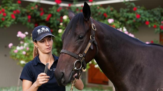 The filly is tipped to break the record sale price of a yearling of $2.6m. Picture: Adam Taylor