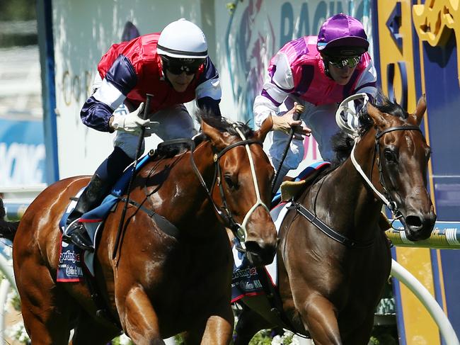 Caulfield Races, Family Day, 14th February , Melbourne Australia. Race 2, Kevin Hayes Stakes over 1200 meters. Winner no 5 Sabatini ridden by Nicholas Hall ( white cap) 2nd no 6 Royal Snitzel ridden by Dake Smith ( purple cap ) Picture : George Salpigtidis