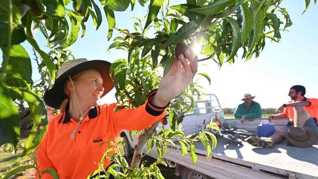 Horticulture farmers, such as stone fruit growers, are particularly reliant on backpacker labour. Picture: Lyndon Mechielsen