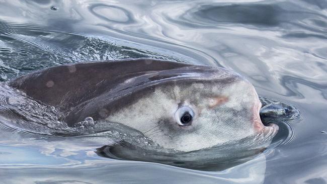 Discover the ocean sunfish, virtual animal in augmented reality