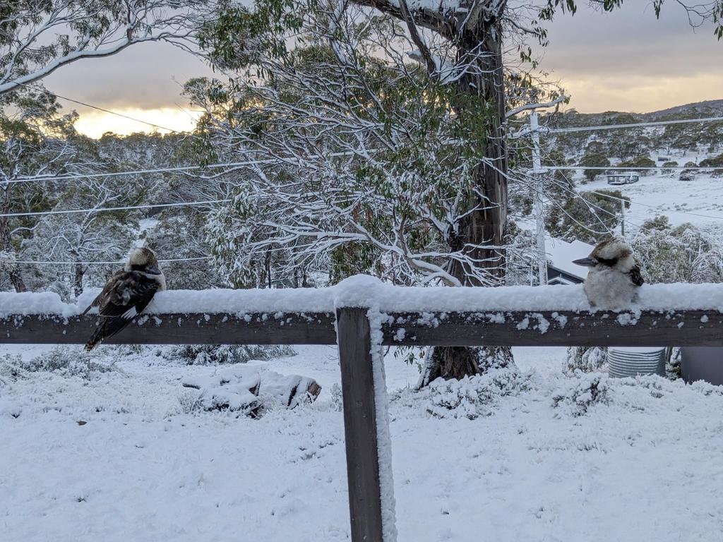 Tasmania weather Snow falls in elevated parts of the state Photos