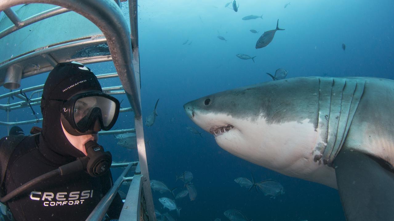 Hi there: Trip director Siana Thompson goes eye-to-eye. Picture: Andrew Fox