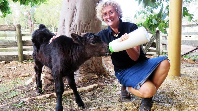 FEEDING TIME: Sarah-Jayne Robinson feeding Patty, an orphaned black Angus poddy calf, at the family farm Pioneer Country.