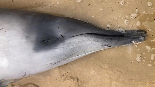 Three rare beaked whales became stranded on Port Macquarie shores in January, at which time ORRCA and NPWS attended the scene to retrieve the bodies. Picture: NPWS