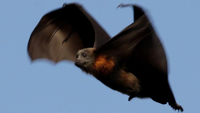 Grey-headed flying-fox, Pteropus poliocephalus, or bats, in the Botanic Gardens, Sydney.