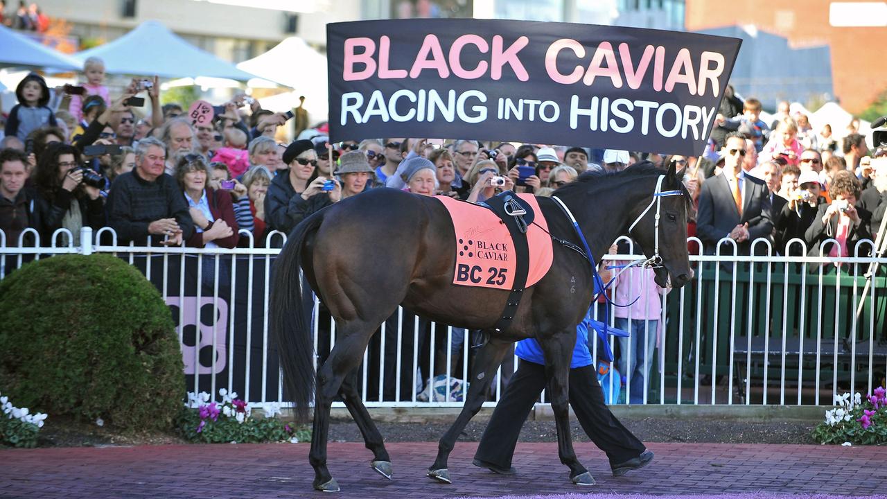 Legendary thoroughbred racehorse Black Caviar passed away this year. She famously was undefeated in 25 races. (Photo by PAUL CROCK / AFP)