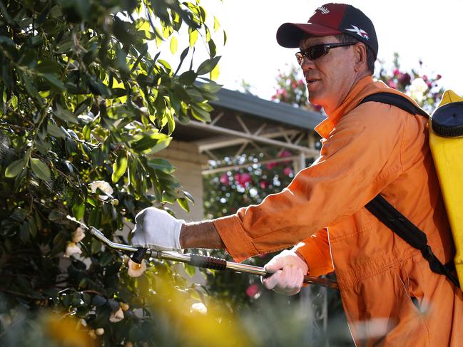 26/04/16 - Fruit Fly outbreak. Crews out in the field working to eliminate and track fruit fly outbreak in Adelaide's southern suburbs. Field Inspector Michael Lycett laying baits. It involves spraying a 40 ml dose of a spray which contains yeast, into several trees in each property. Picture Dean Martin