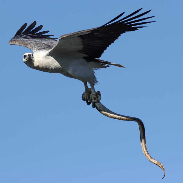 White-bellied sea eagle captures a huge sea snake. Picture – Sunshine Coast photographer Glen Vidler.