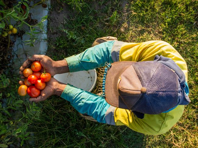 News The Australian, 16.9.2021 Bundaberg, Joseph X ' (pseudonym) a farm worker from Vanuatu on a better farm in Bundaberg.  Photo Paul Beutel,