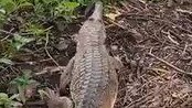 A freshwater crocodile being released on the Ross River after strolling into a service station in Townsville. Source:DES