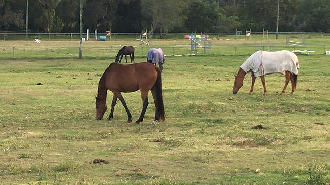 Bramble Bay Pony Club has to move its horses from Telegraph Rd, Fitzgibbon. Picture: Michelle Smith