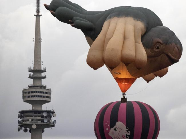 CANBERRA, AUSTRALIA - NewsWire Photos MARCH 08, 2021: After weeks of waiting, artist Patricia PiccininiÃs  hot air balloon sculpture Skywhalepapa, along with the iconic Skywhale took to the skies over the bush capital, Canberra. Picture: NCA NewsWire / Gary Ramage