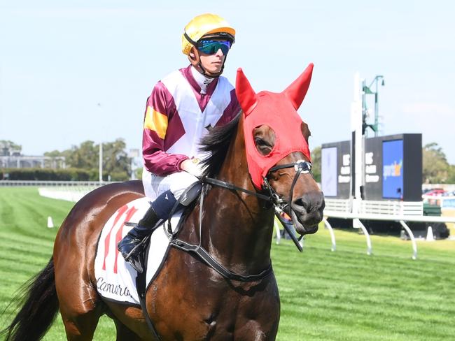 Evaporate (NZ) ridden by Michael Dee prior to the Lamaro's Hotel Futurity Stakes at Caulfield Racecourse on February 22, 2025 in Caulfield, Australia. (Photo by Brett Holburt/Racing Photos via Getty Images)