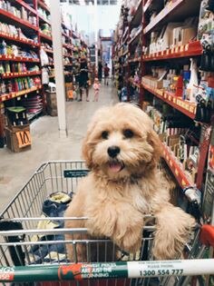 Archie the Shoodle getting some last-minute tools for his next DIY project. Submitted by Grace Sleba.