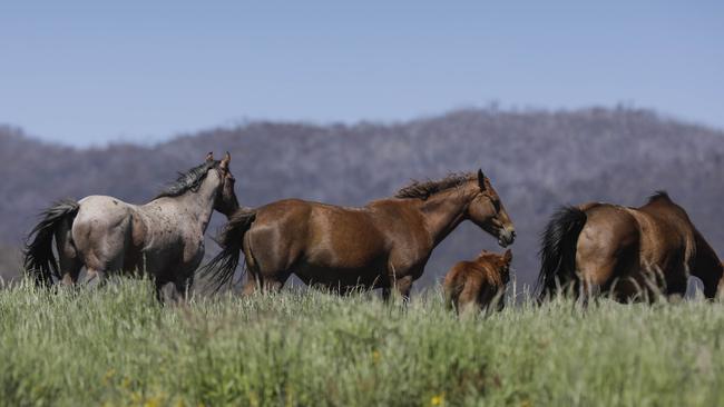 Brumbies in the Kosciuszko National Park in Kiandra, NSW. Picture: Sean Davey