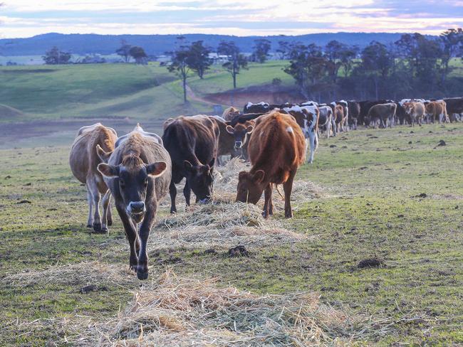 Farmers are forced to buy hay in Gippsland. Picture: Ian Currie