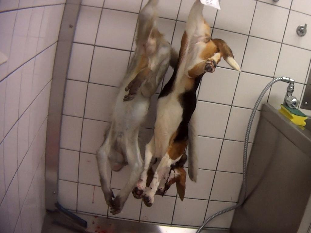 Dog were used in experiments. Picture: Cruelty Free International/Newsflash/australscope