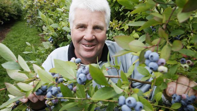 Local Berries The Pick To Avoid Health Scare | News.com.au — Australia ...