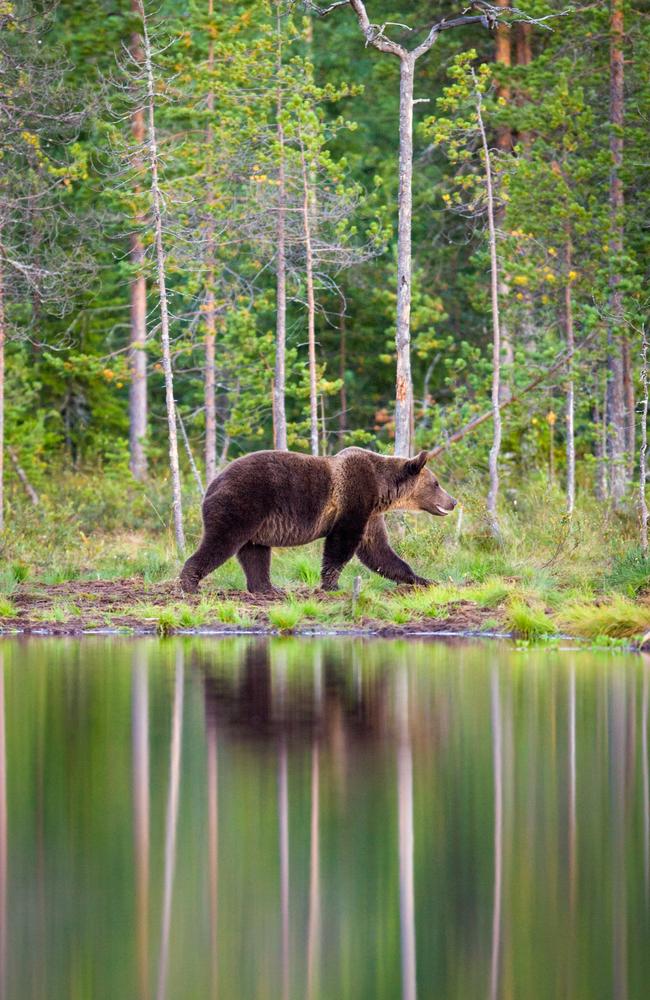 European Brown Bear, Finland. Picture: Will Burrard Lucas/topwilldlifesites.com