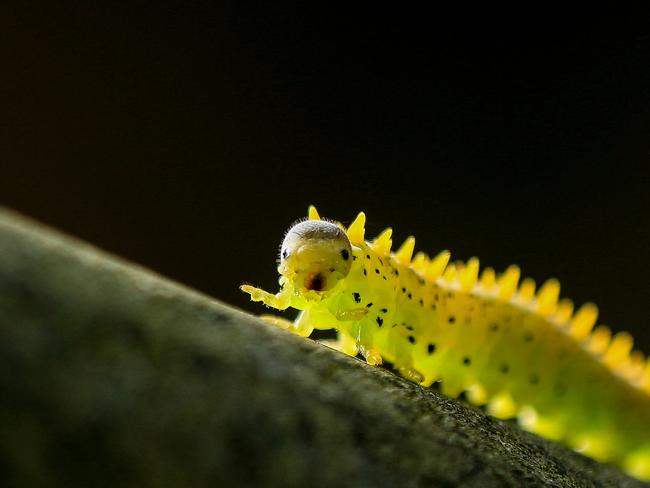 A worm on a branch in Hong Kong begs your pardon. Picture: Aster Leung/Barcroft Images