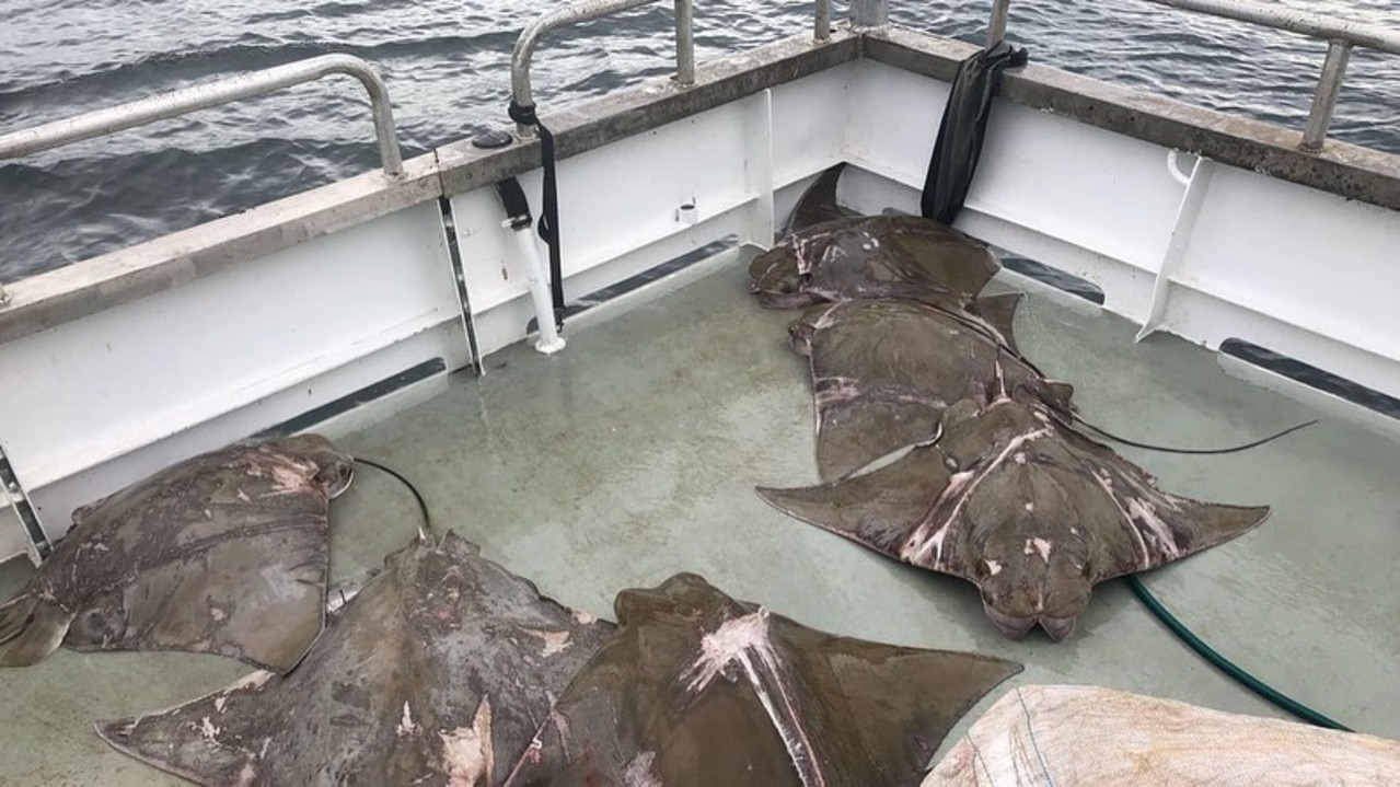 Authorities are called in to remove dead sea animals from the nets. Picture: Instagram/TheSharkNetFilm