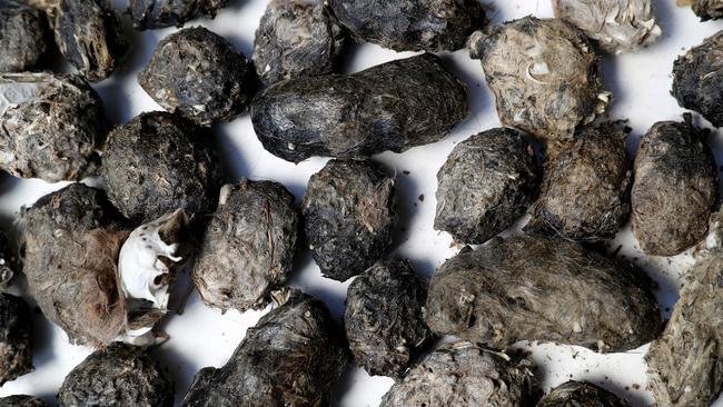 A collection of barn owl pellets. Picture: Calum Robertson