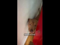 Clever dog opens locked door for owner