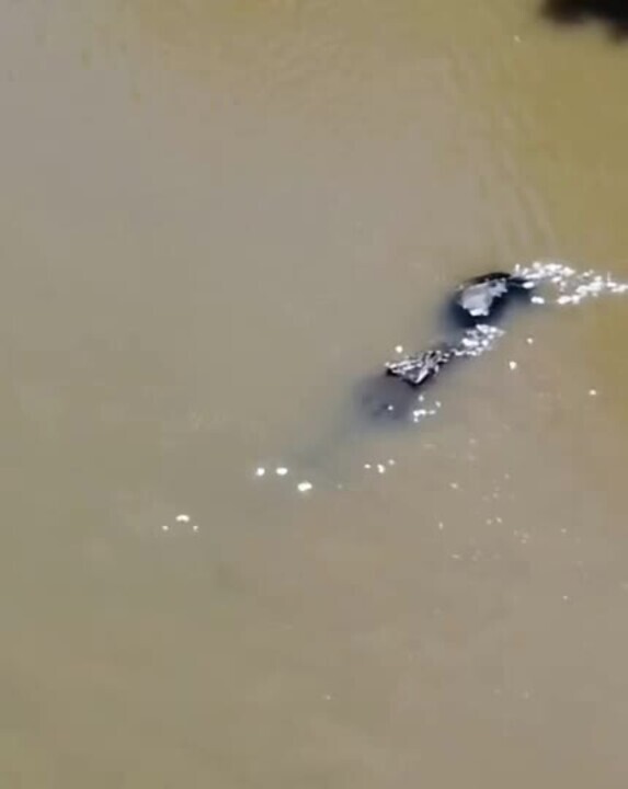 A huge crocodile has been spotted in the Fitzroy River.