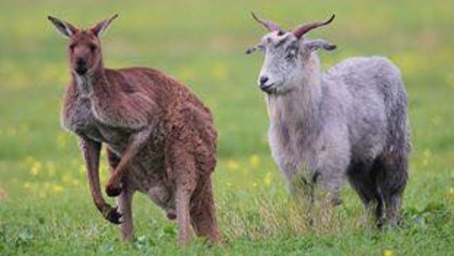 Gary the Goat has roamed the paddocks with resident roos and become something of a local treasure.