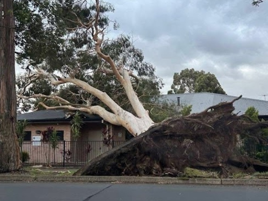 A huge street tree in Anzac Avenue, Engadine, outside the Jehova's Witnesses church, was uprooted by today's ferocious wind. Monty Montgomery posted the photo on the Engadine / Heathcote Community Facebook Page.