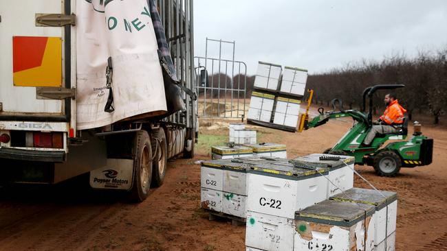 There may be a sting in the tail to the police checkpoints on the Victorian-NSW border as beekeepers move their hives from one state to the next during the annual almond pollination period. Picture: Andy Rogers