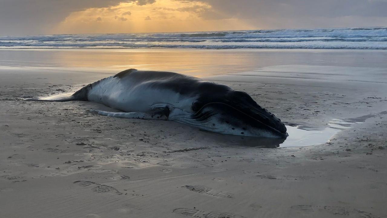 Man allegedly tries to trying to take dead whale bone from K’gari | The ...