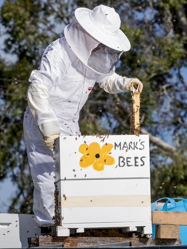 Angus Turner has been looking after bees for two years. Picture: Jerad Williams