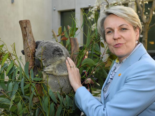 The Plibersek approval of the Lotus Creek project gave the green light to the bulldozing of old-growth forest containing 341ha of known koala habitat. (AAP Image/Mick Tsikas)