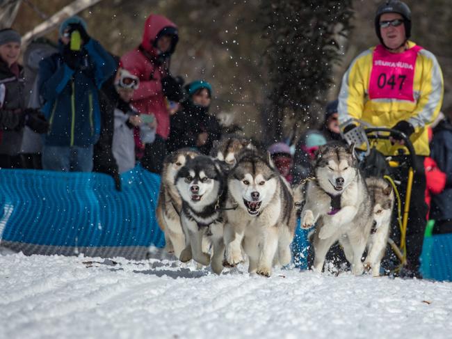 Off and racing at the Dinner Plain Sled Dog Challenge.